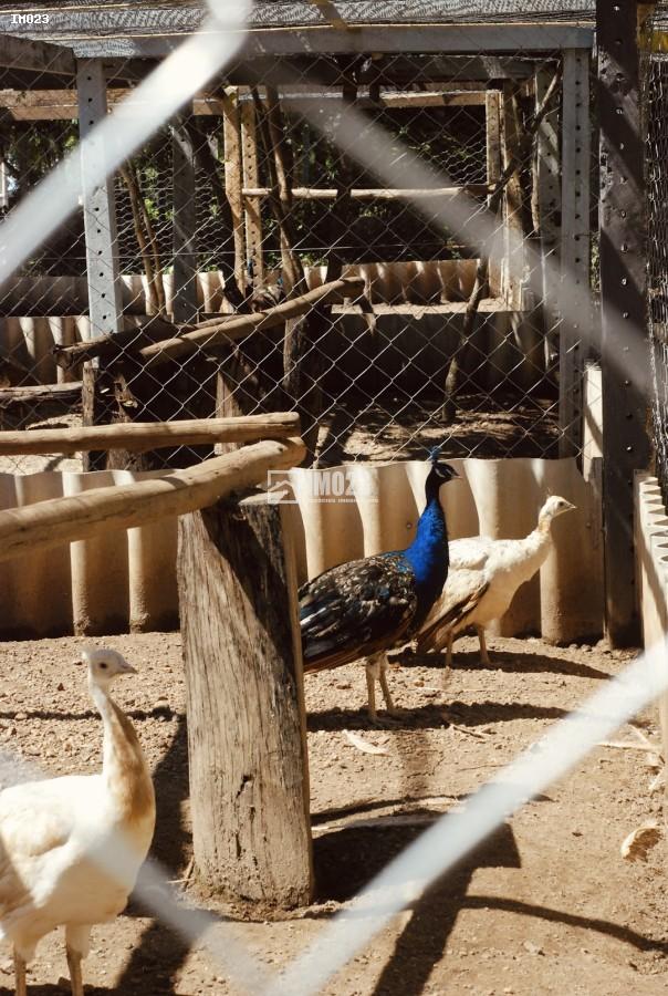 Chácara, 3 hectares - Foto 29