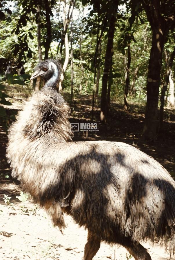 Chácara, 3 hectares - Foto 31